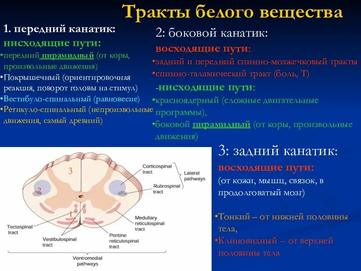 Тракты белого вещества 1. передний канатик: нисходящие пути: передний пирамидный (от