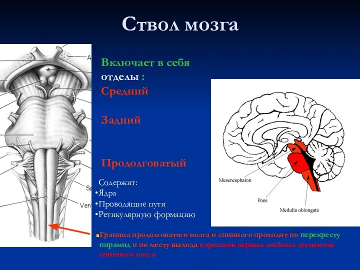 Ствол мозга Граница продолговатого мозга и спинного проходит по перекресту пирамид