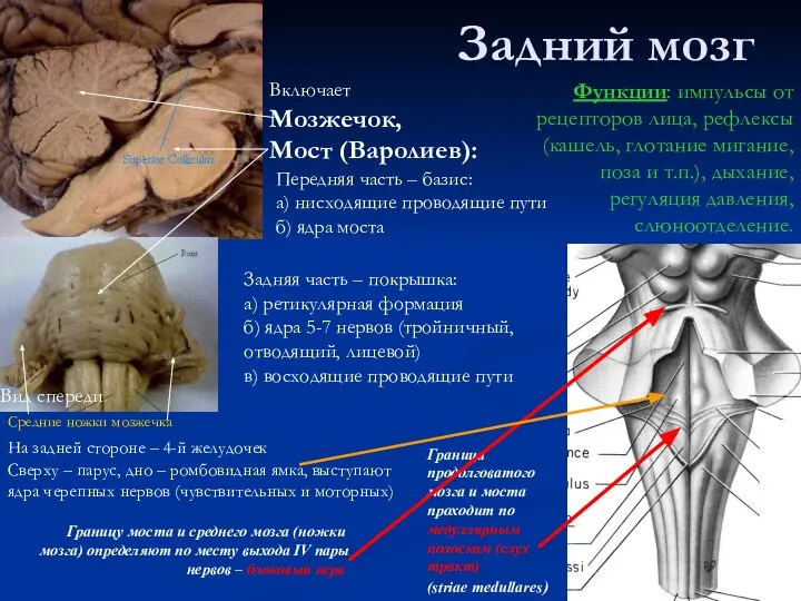 Задний мозг Граница продолговатого мозга и моста проходит по медуллярным полоскам