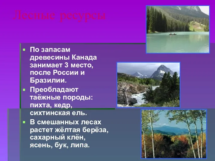 Лесные ресурсы По запасам древесины Канада занимает 3 место, после России