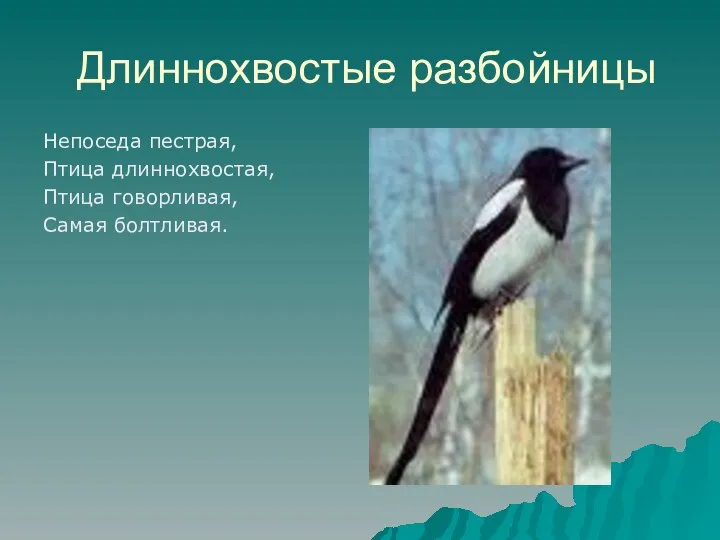 Длиннохвостые разбойницы Непоседа пестрая, Птица длиннохвостая, Птица говорливая, Самая болтливая.