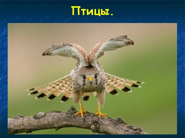 Птицы.