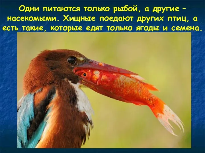 Одни питаются только рыбой, а другие – насекомыми. Хищные поедают других