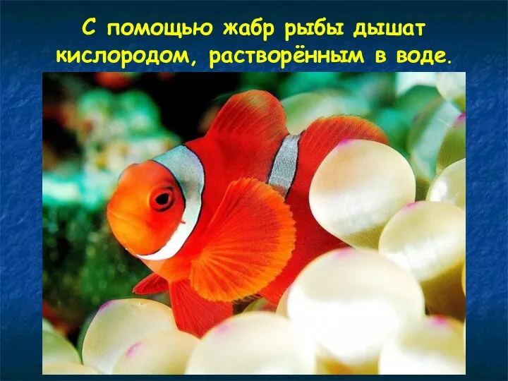 С помощью жабр рыбы дышат кислородом, растворённым в воде.