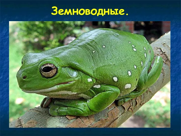 Земноводные.