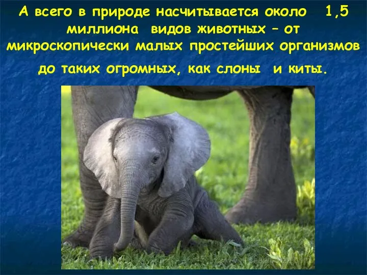 А всего в природе насчитывается около 1,5 миллиона видов животных –