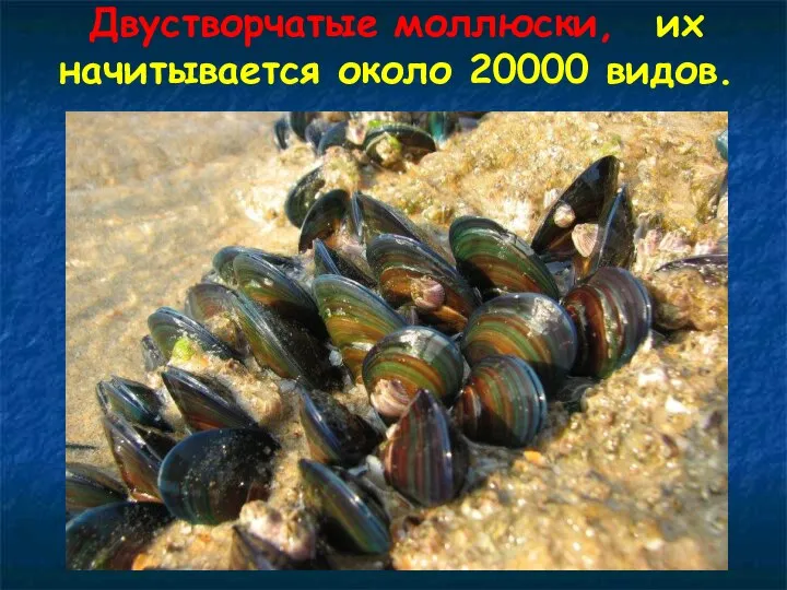 Двустворчатые моллюски, их начитывается около 20000 видов.