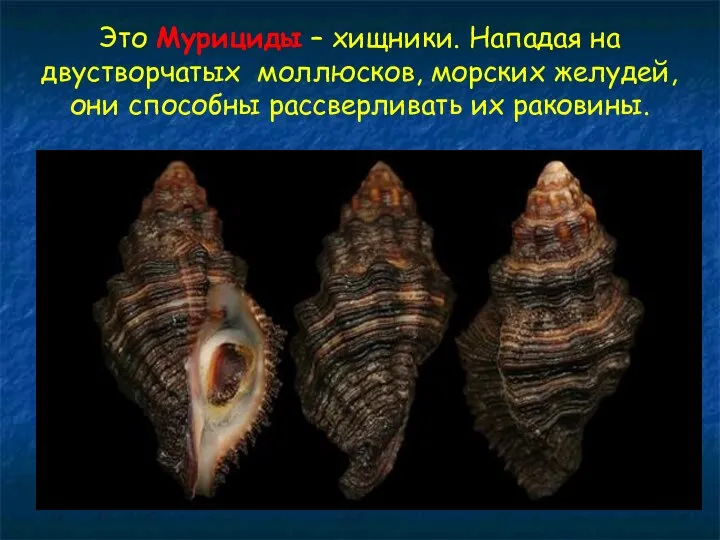 Это Мурициды – хищники. Нападая на двустворчатых моллюсков, морских желудей, они способны рассверливать их раковины.