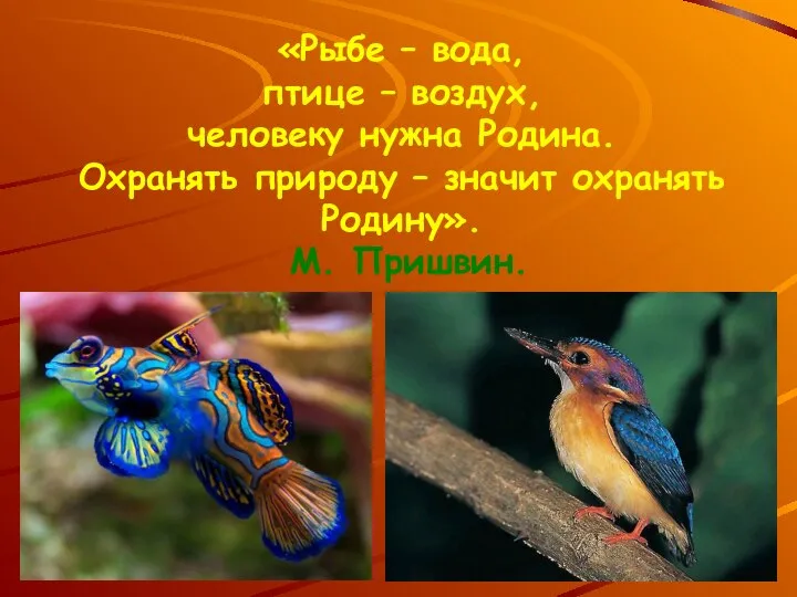 «Рыбе – вода, птице – воздух, человеку нужна Родина. Охранять природу