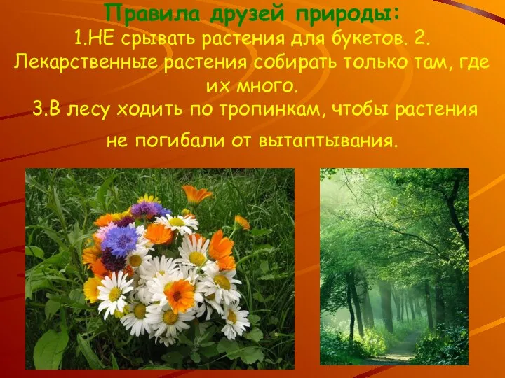 Правила друзей природы: 1.НЕ срывать растения для букетов. 2.Лекарственные растения собирать