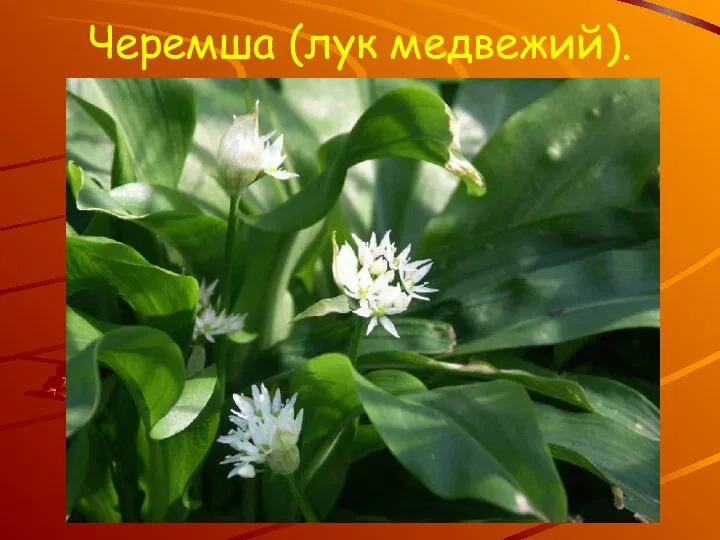 Черемша (лук медвежий).