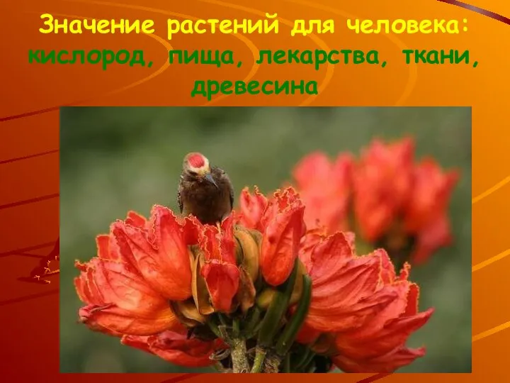 Значение растений для человека: кислород, пища, лекарства, ткани, древесина