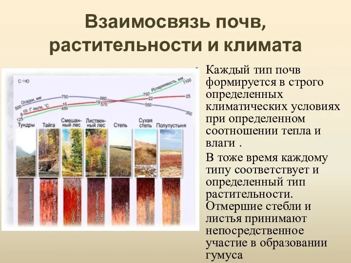 Взаимосвязь почв, растительности и климата Каждый тип почв формируется в строго