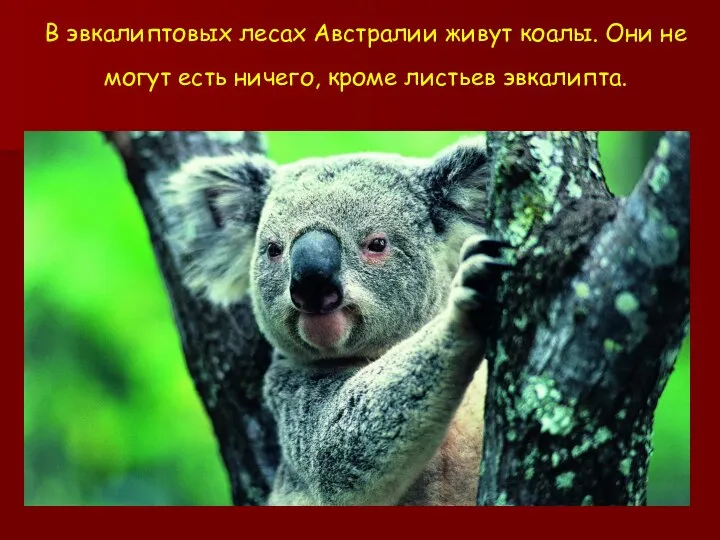 В эвкалиптовых лесах Австралии живут коалы. Они не могут есть ничего, кроме листьев эвкалипта.