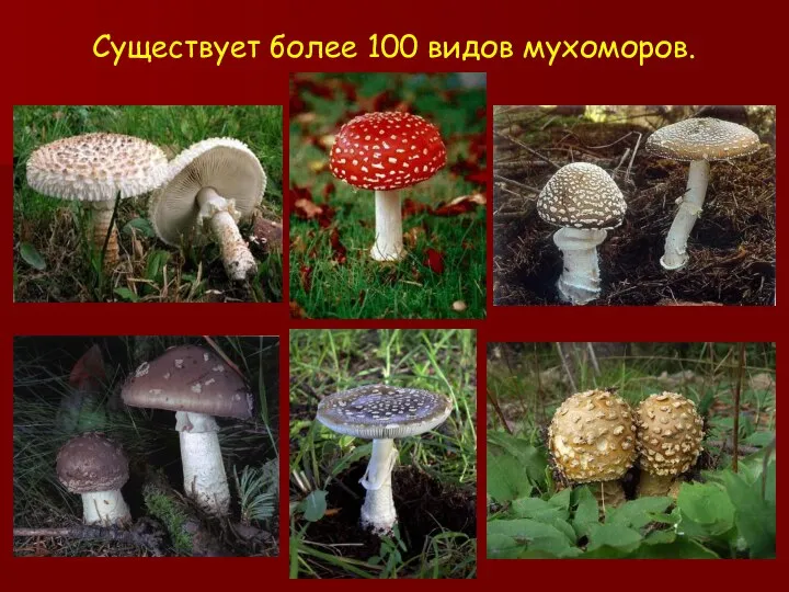 Существует более 100 видов мухоморов.