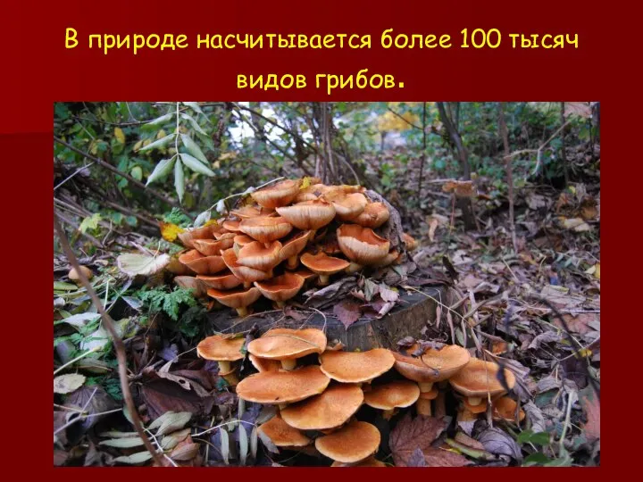 В природе насчитывается более 100 тысяч видов грибов.