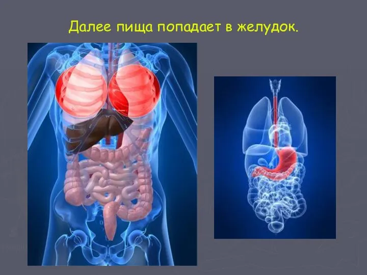 Далее пища попадает в желудок.