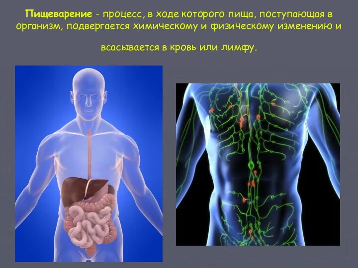 Пищеварение - процесс, в ходе которого пища, поступающая в организм, подвергается