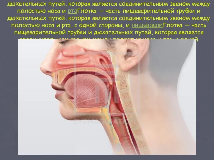 Глотка — часть пищеварительной трубки и дыхательных путей, которая является соединительным