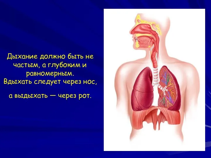 Дыхание должно быть не частым, а глубоким и равномерным. Вдыхать следует