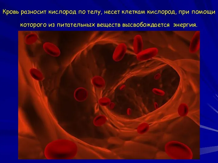 Кровь разносит кислород по телу, несет клеткам кислород, при помощи которого из питательных веществ высвобождается энергия.