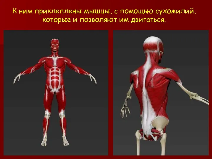 К ним приклеплены мышцы, с помощью сухожилий, которые и позволяют им двигаться.