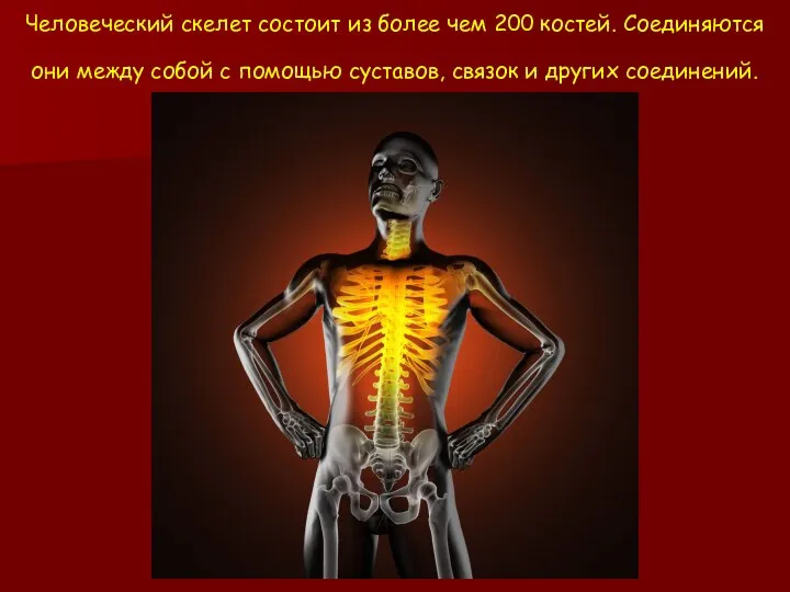 Человеческий скелет состоит из более чем 200 костей. Соединяются они между