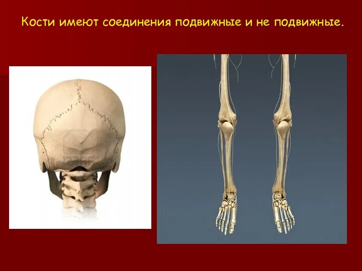 Кости имеют соединения подвижные и не подвижные.