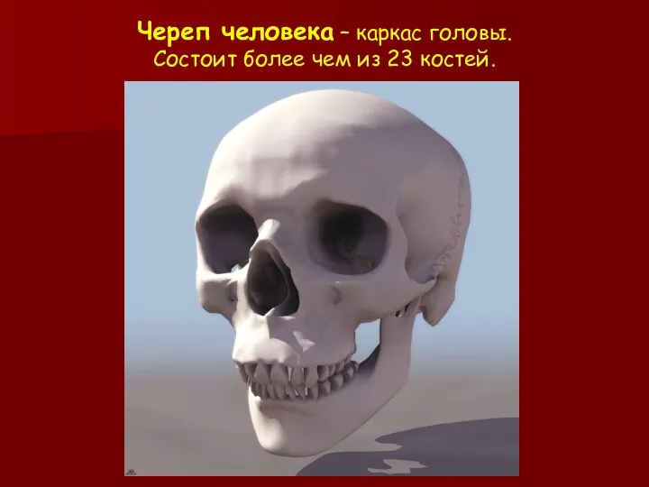 Череп человека – каркас головы. Состоит более чем из 23 костей.
