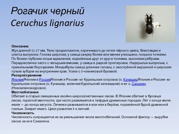 Рогачик черный Ceruchus lignarius Описание Жук длиной 11-17 мм. Тело продолговатое,