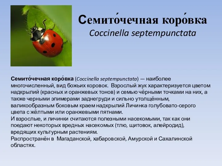 Семито́чечная коро́вка Coccinella septempunctata Семито́чечная коро́вка (Coccinella septempunctata) — наиболее многочисленный,