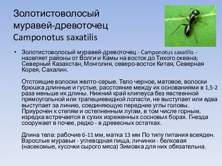Золотистоволосый муравей-древоточец Camponotus saxatilis Золотистоволосый муравей-древоточец - Camponotus saxatilis - населяет