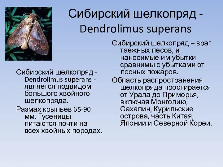 Сибирский шелкопряд - Dendrolimus superans Сибирский шелкопряд – враг таежных лесов,