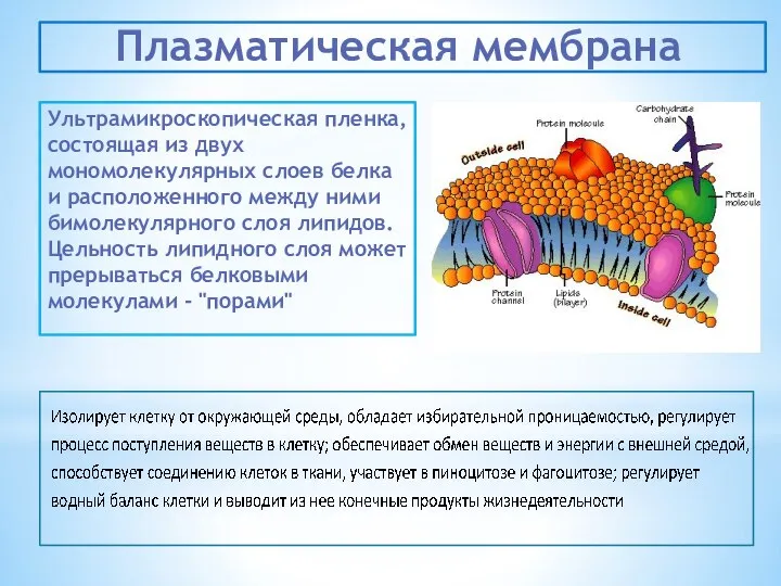 Ультрамикроскопическая пленка, состоящая из двух мономолекулярных слоев белка и расположенного между