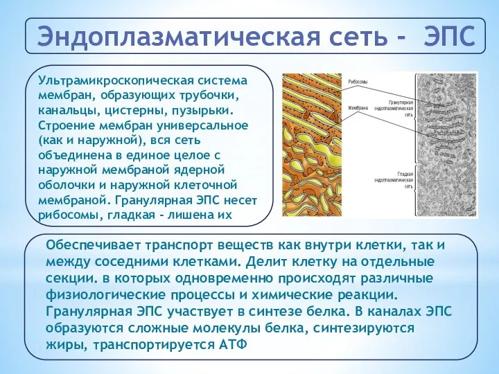 Эндоплазматическая сеть - ЭПС Ультрамикроскопическая система мембран, образующих трубочки, канальцы, цистерны,