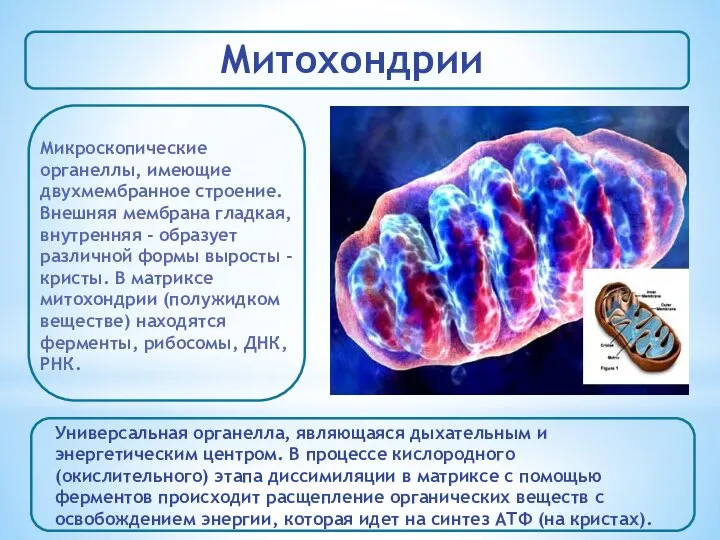 Митохондрии Микроскопические органеллы, имеющие двухмембранное строение. Внешняя мембрана гладкая, внутренняя -