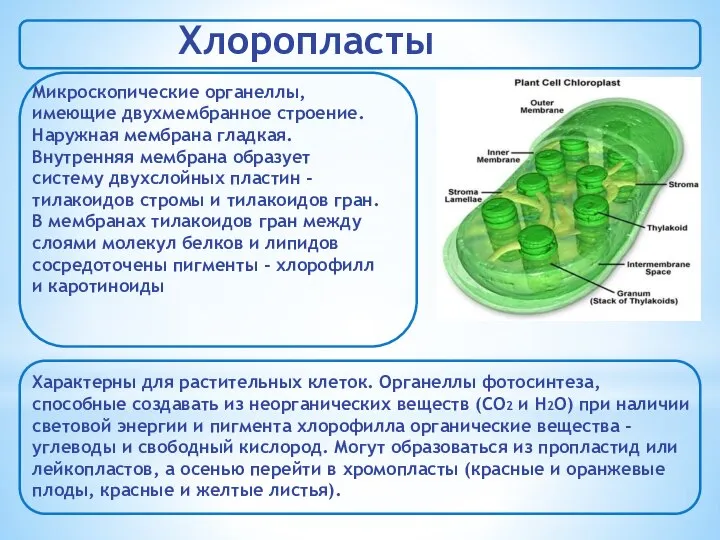 Хлоропласты Микроскопические органеллы, имеющие двухмембранное строение. Наружная мембрана гладкая. Внутренняя мембрана