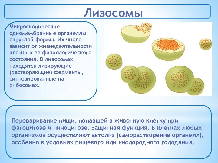 Лизосомы Микроскопические одномембранные органеллы округлой формы. Их число зависит от жизнедеятельности