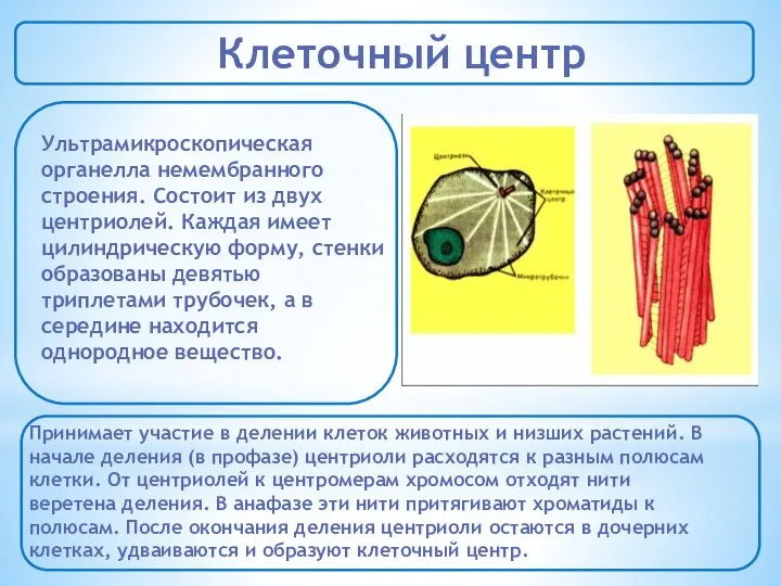 Клеточный центр Ультрамикроскопическая органелла немембранного строения. Состоит из двух центриолей. Каждая