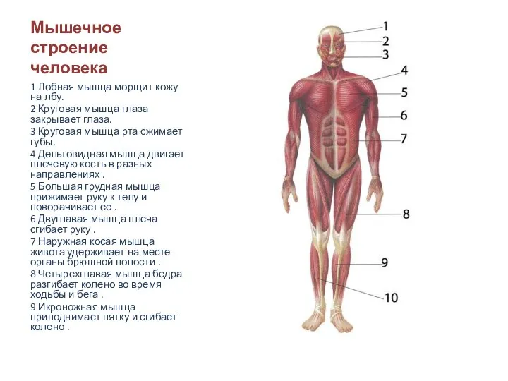 Мышечное строение человека 1 Лобная мышца морщит кожу на лбу. 2