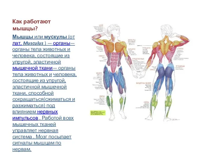 Как работают мышцы? Мышцы или мускулы (от лат. Musculus ) —