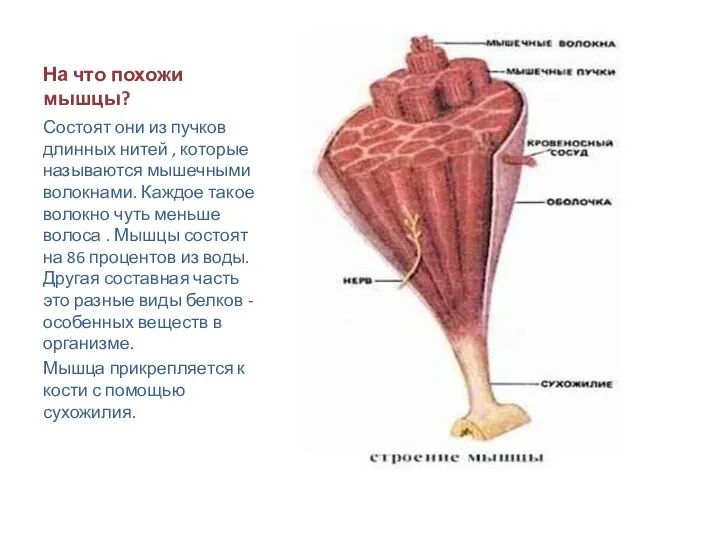 На что похожи мышцы? Состоят они из пучков длинных нитей ,