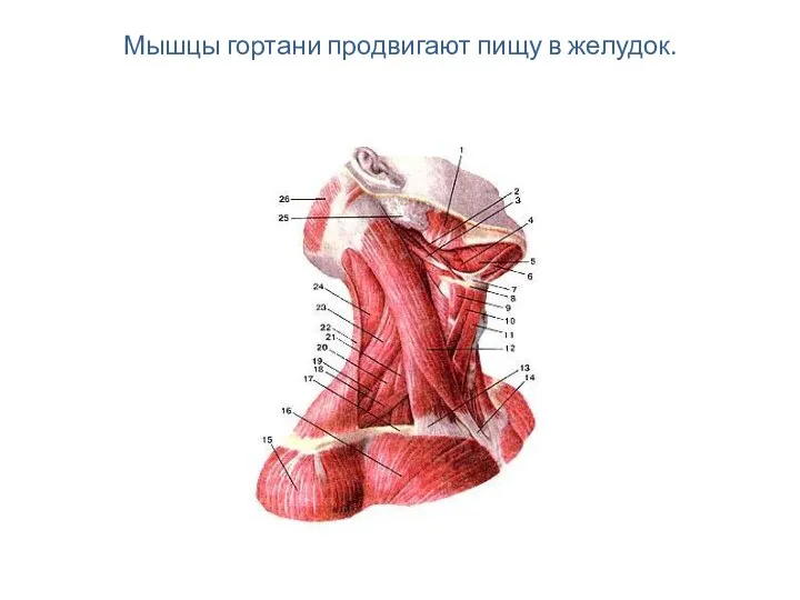 Мышцы гортани продвигают пищу в желудок.