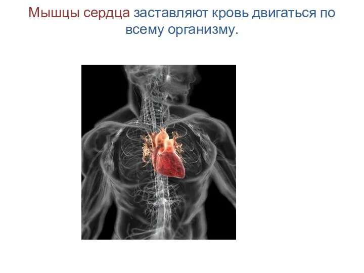 Мышцы сердца заставляют кровь двигаться по всему организму.