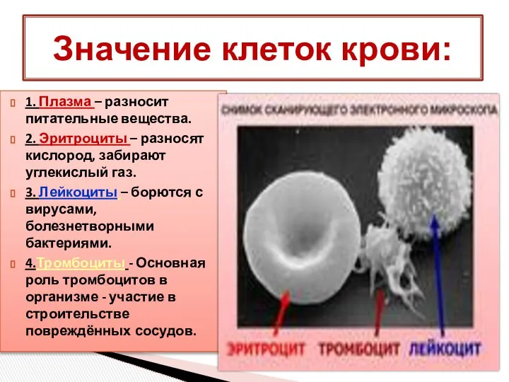 1. Плазма – разносит питательные вещества. 2. Эритроциты – разносят кислород,