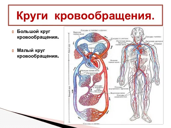 Большой круг кровообращения. Малый круг кровообращения. Круги кровообращения.