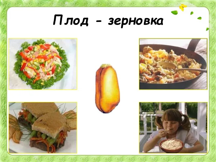 Плод - зерновка