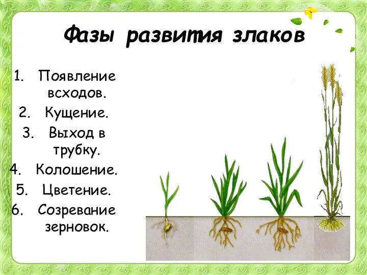 Фазы развития злаков Появление всходов. Кущение. Выход в трубку. Колошение. Цветение. Созревание зерновок.