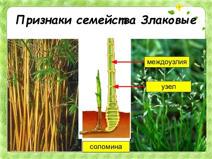 Признаки семейства Злаковые соломина