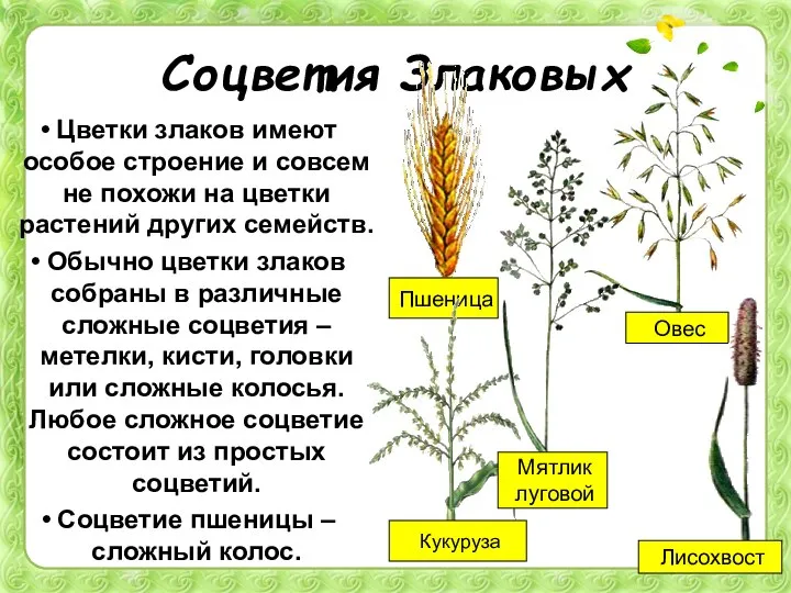 Соцветия Злаковых Цветки злаков имеют особое строение и совсем не похожи